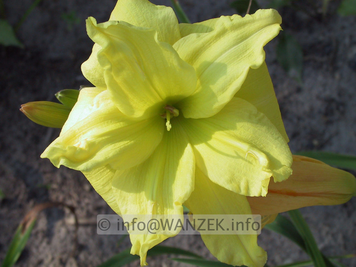 Hemerocallis Double River Wye 4.JPG